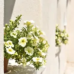 شقة Casa Zefira *